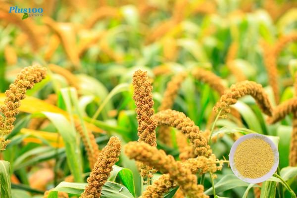 benefits of kodo millet 